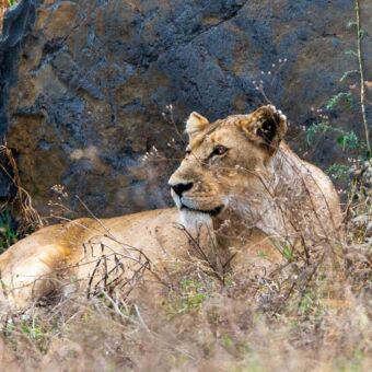 Liggende leeuwin om zich heen kijkend over de vlaktes van de Ngororongo krater tijdens een safari rondreis door Tanzania. Review gasten Droomreis Tanzania