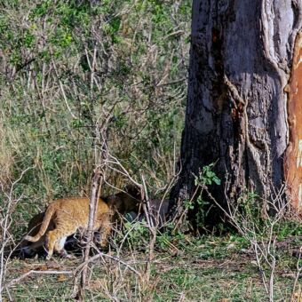 Op het nippertje gespot een luipaard die gauw naar een baobab boom loopt. Reiservaring ouder echtpaar safari Tanzania