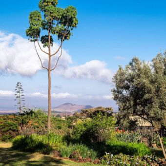 Uitzicht vanuit de tuin van Simba Farm. op de voorgrond sisal plant in bloei en daarachter een groen heuvelachtig landschap. Safari rondreis review Tanzania