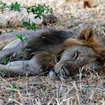 Reiservaring ouder stel Tanzania. Slapende leeuw liggend in het gras in Tarangire national park