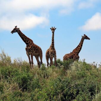 drie giraffes die op een heuvel staan in Arusha National Park Tanzania. Resiverhalen Safari rondreis