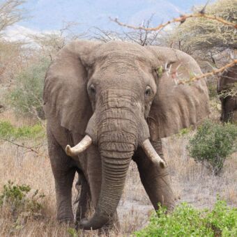 Mkimazi safari Tanzania. Grote olifant die dreigend naar je kijkt. Hij stampt met zijn voet