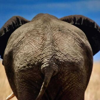 Review safari Tanzania. De achterkant van een olifant