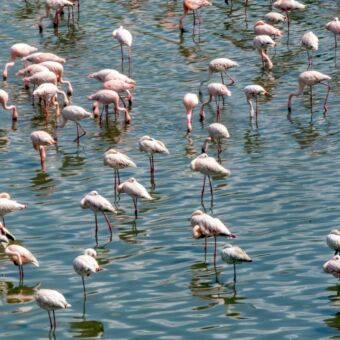 Reiservaring safari Tanzania. Grote groep flamingo's in Lake Momela Arusha National Park