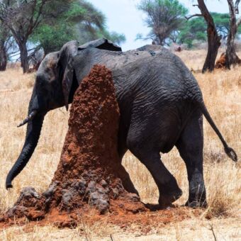Reiservaring rondreis Tanzania. Olifant die zijn huid schuurt aan een termietenheuvel