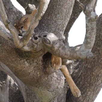 Een slapende leeuwin in een accaciaboom. Gespot tijdens een safari in tanzania door gasten van Droomreis Tanzania