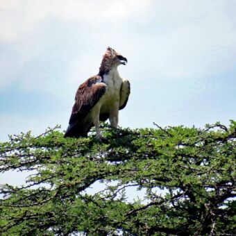 Long Crested Eagle in de toppen van een boom in de Serengeti. Reiservaring rondreis Tanzania
