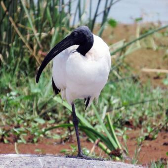 Sacred Ibis aan de waterkant van het meer in de Ngorongoro krater Tanzania. Reisverslag Safari