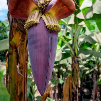 Bloem ovaal en paars rood van een bananenboom. Safari Tanzania activiteit wandelen