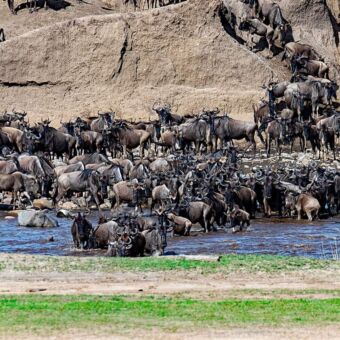 Grote groepen gnoes die in de Mara rivier springen tijdens de grote trek over de Serengeti. Reiservaring grote migratie Tanzania
