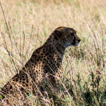 Cheeta zittend in het goudgele gras in Ndutu Tanzania. Reiservaring van gasten van Droomreis Tanzania
