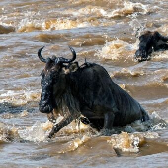 Grote migratie Tanzania. Gnoes in de woeste Mara rivier tijdens hun oversteek