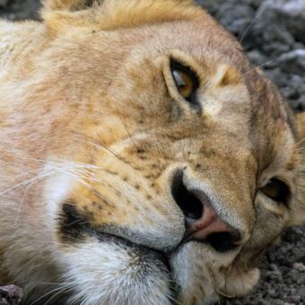 Kop van een leeuwin die ligt te slapen. Gespot in de Serengeti door reizigers van Droomreis Tanzania