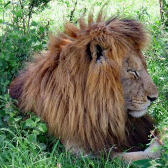 Review safari Tanzania. Mannetjes leeuw die in het gras ligt in de Serengeti