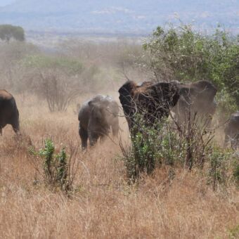 Rondreis Tanzania. Grote grope olifanten die modder op hun rug gooien. Veel stof