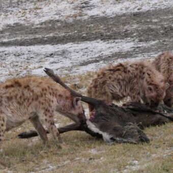 In Ndutu vlakbij de Serengeti hebben twee hyena's een prooi.