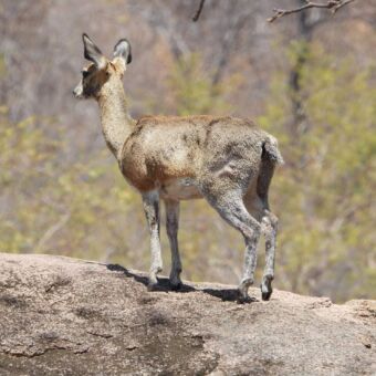 Ruaha national park. Tijdens een safari door Tanzania gespot een steenbok die op een groot rotsblok staat
