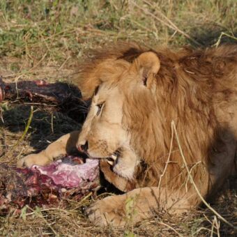 Safari Tanzania. Mannetjes leeuw die aan een prooi zijn botten knaagt