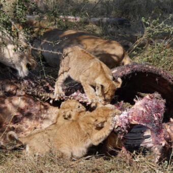 Tanzania safari. Etende leeuwen die een giraf als prooi hebben. Het is in Ndutu ten zuiden van de Serengeti
