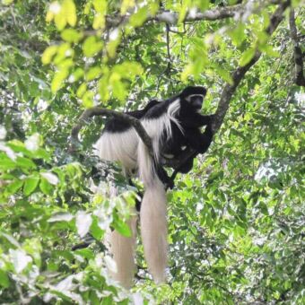 Zwarte Colubus monkey in de boom in Arusha national park Tanzania Drive rondreis