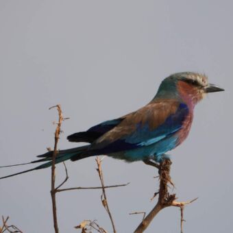 Vogels spotten Tanzania. Kleurrijke Lilac brested roller op een tak.