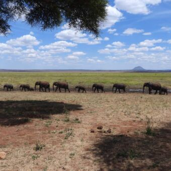 Tarangire national park gamedrive. Grote groep olifanten die op een rijtje langs de oever van een moeras lopen