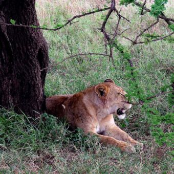 Leeuwin onder een boom op de Serengeti Tanzania. Reisverslag rondreis Tanzania