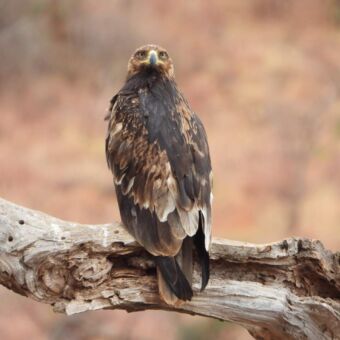 Vogelsafari Tanzania. Spotted Eagle zittend op een dode tak