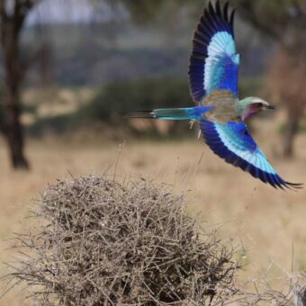 Vel blauw gekleurde Lilac Brested Roller met opengespreide vleugels in vlucht