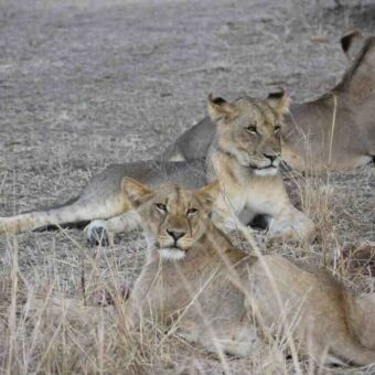 Review Leeuwen Mikumi Tanzania. Groepje leeuwen liggen in het goudgele gras.