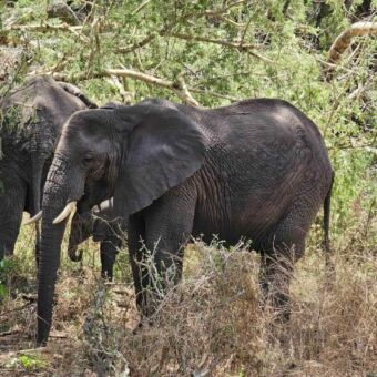 Rondreis Tanzania. Twee olifanten in het national park Lake Manyara Tanzania.