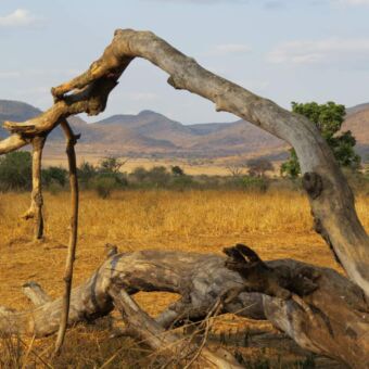 Uitzicht vanaf de special campsite Uitzicht op het landschap van Mkomazi national park met op de voorgrond een boomstronk en gele grassen, een bomenrij en op de achtergrond een bergachtig landschap tijdens een safari van een inspectiereis van Droomreis Tanzania.