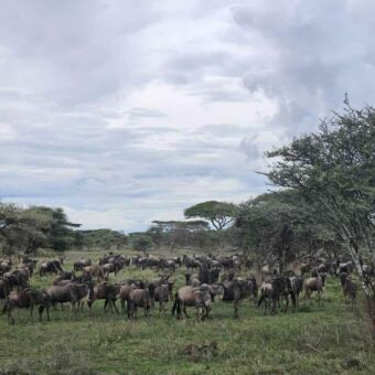 Reiservaring Tanzania. Oog in oog met de grote migratie bij een groep gnoes Serengeti