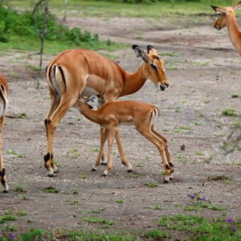 Een jonge gazelle die bij de moedergazelle drinkt
