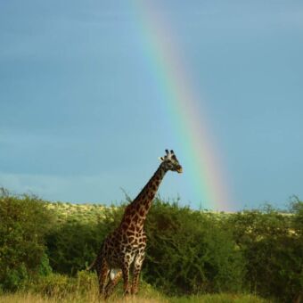 Een giraf in het landschap met op een achtergrond een prachtige regenboog