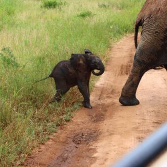 Klein olifantje die achter de moeder aan de weg oversteekt