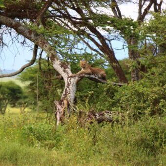 Luipaard die ligt uit te rusten op een horizontale tak in een een grote boom