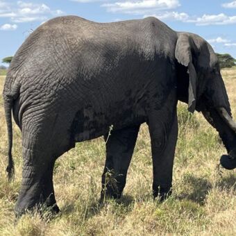 Olifant op de vlaktes van de Serengeti safari Tanzania