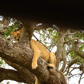 Slapende leeuw die op een horizontale tak ligt in Tarangire national park