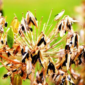 Sprinkhanen op een bloem in Tanzania