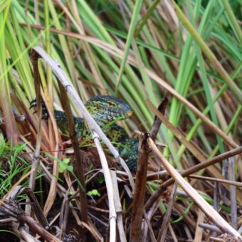Varaan aan de oever van Lake Duluti