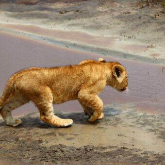 Een welpje die naar een waterplas loopt om te gaan drinken