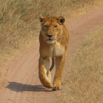 Leeuwin die recht op je af loopt safari tanzania