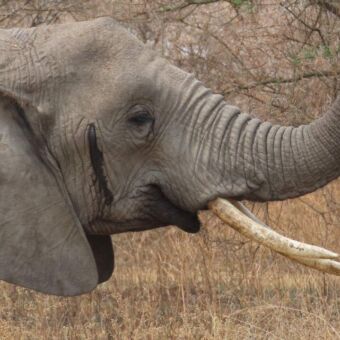 Olifant die met zijn slurf bladeren van een boom pakt safari tanzania