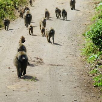 baboonfamile die opde weg lopen in arusha national park tanzania