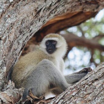 black velvet aapje in een boom