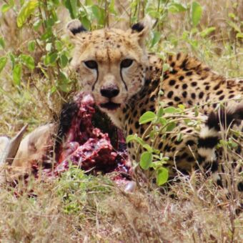 cheeta met impala prooi