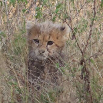 cheetawelpje in het hoge gras safari tanzania