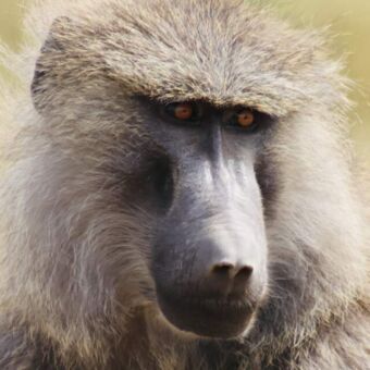 close up van de kop van een baboon