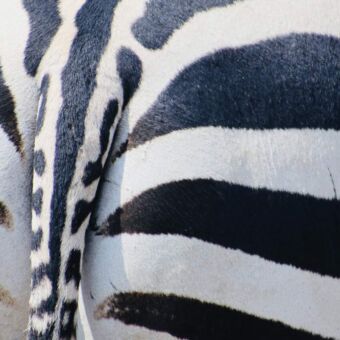 de billen van een zebra safari tanzania